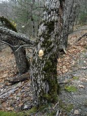 Гериций-коралловидный_Абрау